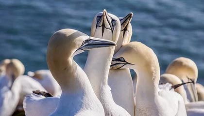 Kaiyun(中国)开云-热火翻盘步行者，季后赛首轮中巴特勒锁死对手，热火队巴特勒