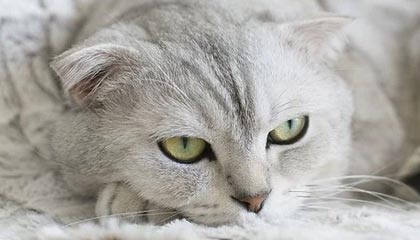 开云官方网页登录-FaZe计划与LOL退役选手合作项目，faze战队有谁